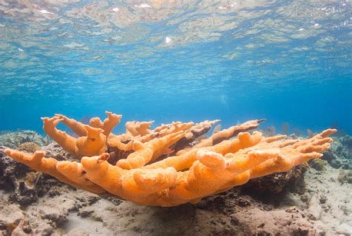 14 Best Spots for Snorkeling in The Bahamas