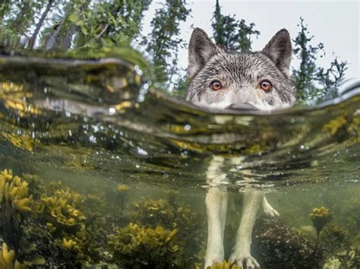 Check out these badass “sea wolves” that hunt underwater