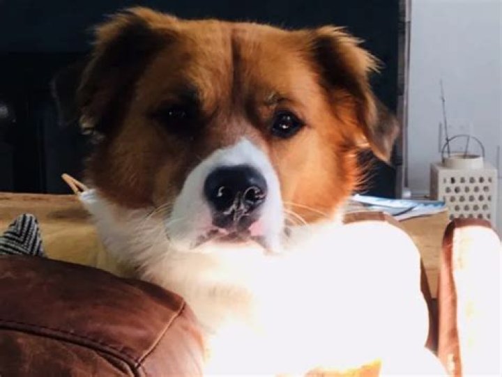 Chris Evans Shares Video of Dog Adoption That Will Tug on Your Heartstrings