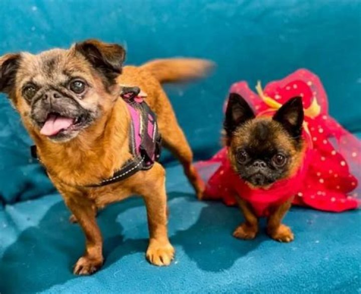 Dottie the Dwarf – Tiny Griffon, Giant Heart