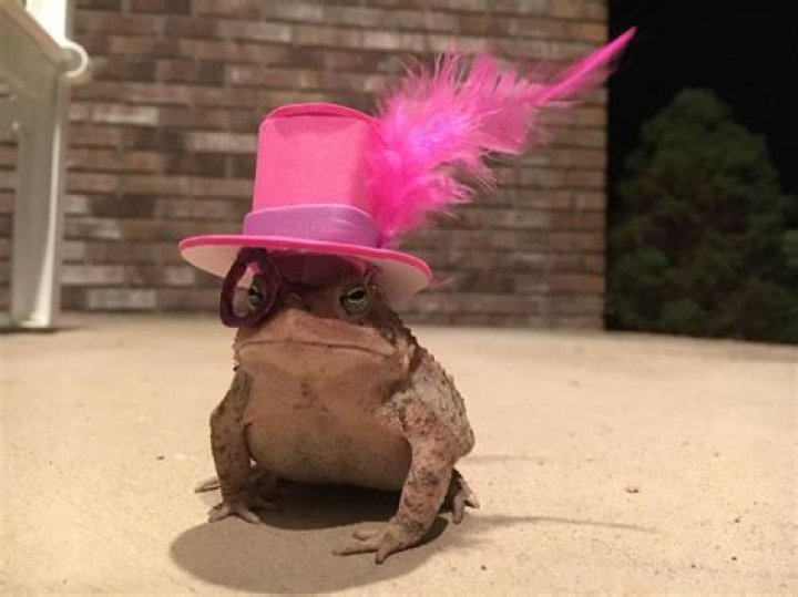 Man makes cute hats for toad that visits his porch @toadhatguy