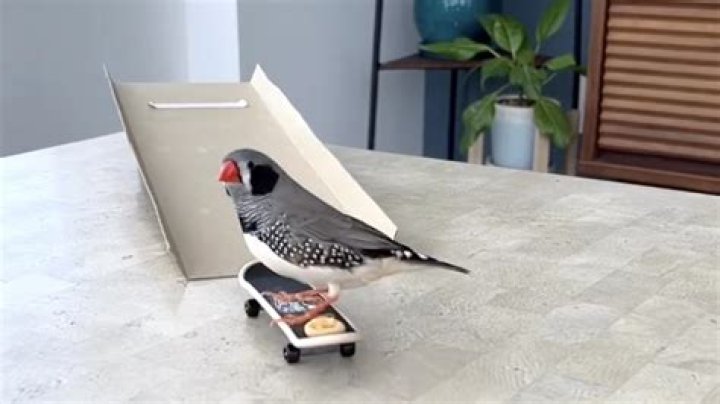 Meet Mamé the skateboarding zebra finch