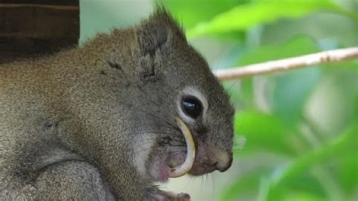 Saber-toothed Squirrel & How One Alberta Rancher Saved His Life