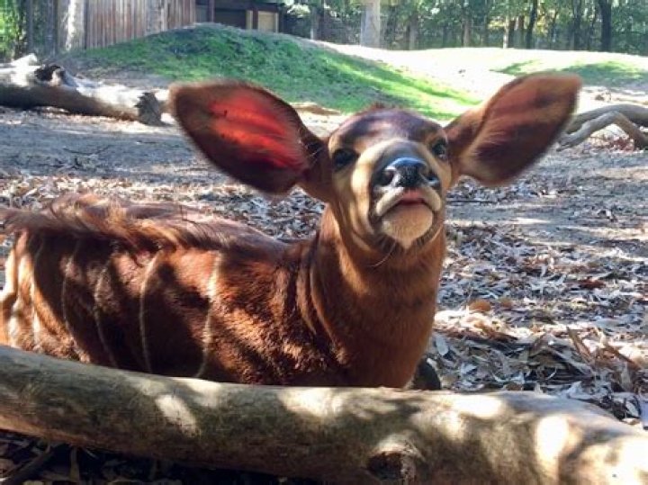 Taylor Swift Escapes From Zoo, Gains National Attention