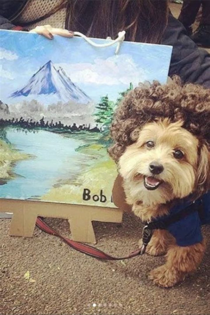 Top Ten Pet Halloween Costumes in 2017